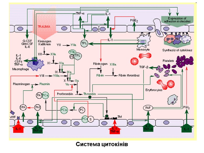 Система цитокінів